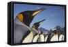 King Penguins on South Georgia Island-Paul Souders-Framed Stretched Canvas