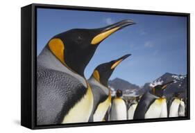 King Penguins on South Georgia Island-Paul Souders-Framed Stretched Canvas