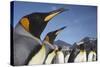King Penguins on South Georgia Island-Paul Souders-Stretched Canvas