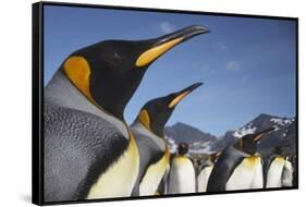 King Penguins on South Georgia Island-Paul Souders-Framed Stretched Canvas