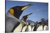 King Penguins on South Georgia Island-Paul Souders-Stretched Canvas