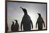 King Penguins on South Georgia Island-null-Framed Photographic Print