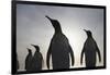 King Penguins on South Georgia Island-null-Framed Photographic Print