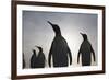 King Penguins on South Georgia Island-null-Framed Photographic Print