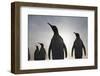 King Penguins on South Georgia Island-null-Framed Photographic Print