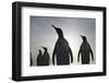 King Penguins on South Georgia Island-null-Framed Photographic Print