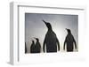 King Penguins on South Georgia Island-null-Framed Photographic Print