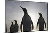 King Penguins on South Georgia Island-null-Mounted Photographic Print