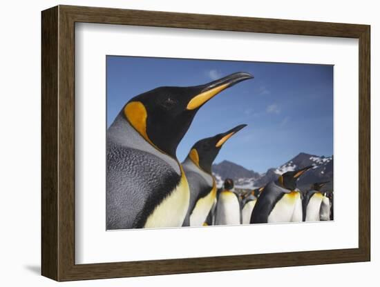 King Penguins on South Georgia Island-Paul Souders-Framed Photographic Print