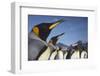 King Penguins on South Georgia Island-Paul Souders-Framed Photographic Print