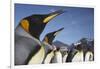 King Penguins on South Georgia Island-Paul Souders-Framed Photographic Print