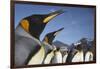 King Penguins on South Georgia Island-Paul Souders-Framed Photographic Print