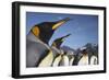 King Penguins on South Georgia Island-Paul Souders-Framed Photographic Print