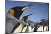 King Penguins on South Georgia Island-Paul Souders-Mounted Photographic Print