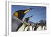 King Penguins on South Georgia Island-Paul Souders-Framed Photographic Print