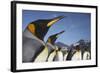 King Penguins on South Georgia Island-Paul Souders-Framed Photographic Print