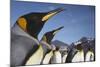 King Penguins on South Georgia Island-Paul Souders-Mounted Photographic Print
