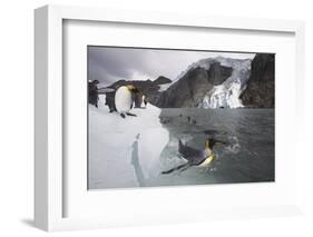 King Penguins on South Georgia Island-Paul Souders-Framed Photographic Print