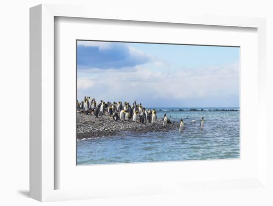 King penguins on the beach, Gold Harbour, South Georgia, Antarctica-Keren Su-Framed Photographic Print