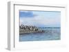 King penguins on the beach, Gold Harbour, South Georgia, Antarctica-Keren Su-Framed Photographic Print