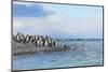 King penguins on the beach, Gold Harbour, South Georgia, Antarctica-Keren Su-Mounted Photographic Print