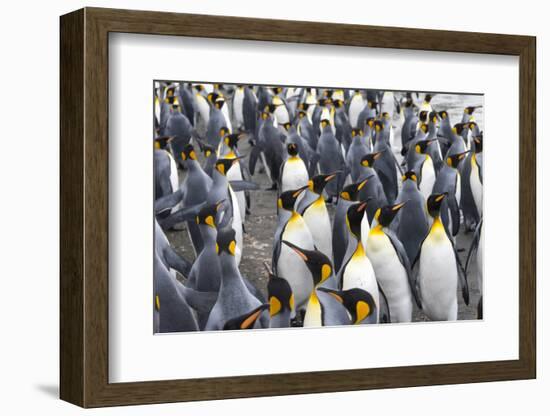 King penguins on the beach, St. Andrews Bay, South Georgia, Antarctica-Keren Su-Framed Photographic Print