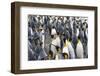 King penguins on the beach, St. Andrews Bay, South Georgia, Antarctica-Keren Su-Framed Photographic Print
