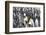 King penguins on the beach, St. Andrews Bay, South Georgia, Antarctica-Keren Su-Framed Photographic Print