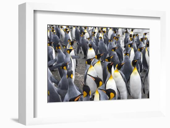 King penguins on the beach, St. Andrews Bay, South Georgia, Antarctica-Keren Su-Framed Photographic Print