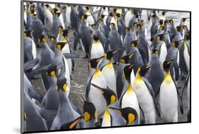 King penguins on the beach, St. Andrews Bay, South Georgia, Antarctica-Keren Su-Mounted Photographic Print