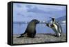 King Penguins Protecting their Territory-null-Framed Stretched Canvas