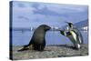 King Penguins Protecting their Territory-null-Stretched Canvas