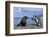 King Penguins Protecting their Territory-null-Framed Photographic Print