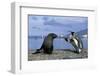 King Penguins Protecting their Territory-null-Framed Photographic Print