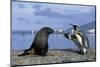 King Penguins Protecting their Territory-null-Mounted Photographic Print