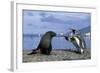 King Penguins Protecting their Territory-null-Framed Photographic Print