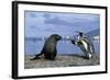 King Penguins Protecting their Territory-null-Framed Photographic Print