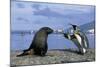 King Penguins Protecting their Territory-null-Mounted Photographic Print