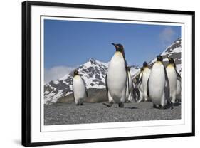 King Penguins, South Georgia-Donald Paulson-Framed Giclee Print