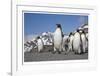 King Penguins, South Georgia-Donald Paulson-Framed Giclee Print