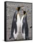 King Penguins, St. Andrews Bay, South Georgia, South Atlantic-Robert Harding-Framed Stretched Canvas