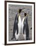 King Penguins, St. Andrews Bay, South Georgia, South Atlantic-Robert Harding-Framed Photographic Print