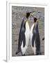 King Penguins, St. Andrews Bay, South Georgia, South Atlantic-Robert Harding-Framed Photographic Print