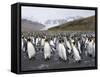 King Penguins, St. Andrews Bay, South Georgia, South Atlantic-Robert Harding-Framed Stretched Canvas