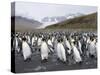 King Penguins, St. Andrews Bay, South Georgia, South Atlantic-Robert Harding-Stretched Canvas