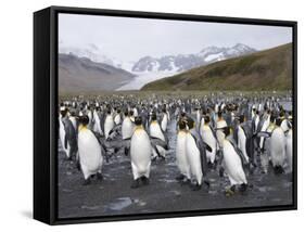 King Penguins, St. Andrews Bay, South Georgia, South Atlantic-Robert Harding-Framed Stretched Canvas