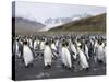 King Penguins, St. Andrews Bay, South Georgia, South Atlantic-Robert Harding-Stretched Canvas