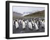 King Penguins, St. Andrews Bay, South Georgia, South Atlantic-Robert Harding-Framed Photographic Print