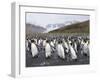 King Penguins, St. Andrews Bay, South Georgia, South Atlantic-Robert Harding-Framed Photographic Print