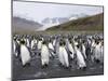 King Penguins, St. Andrews Bay, South Georgia, South Atlantic-Robert Harding-Mounted Photographic Print